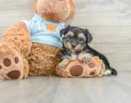 7 week old Yorkie Chon Puppy For Sale - Simply Southern Pups