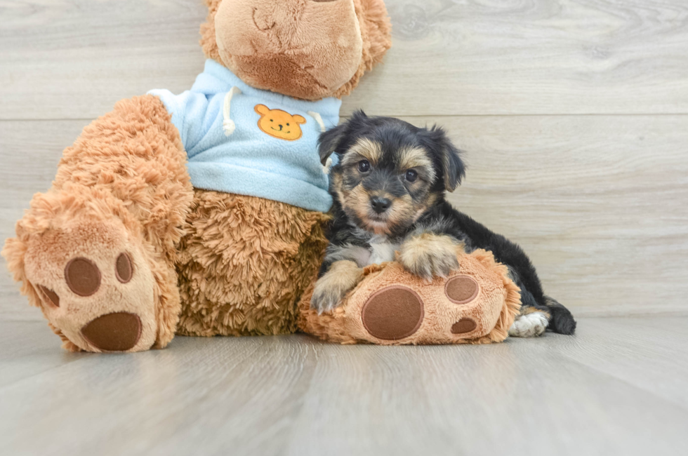 7 week old Yorkie Chon Puppy For Sale - Simply Southern Pups