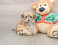 6 week old Yorkie Chon Puppy For Sale - Simply Southern Pups