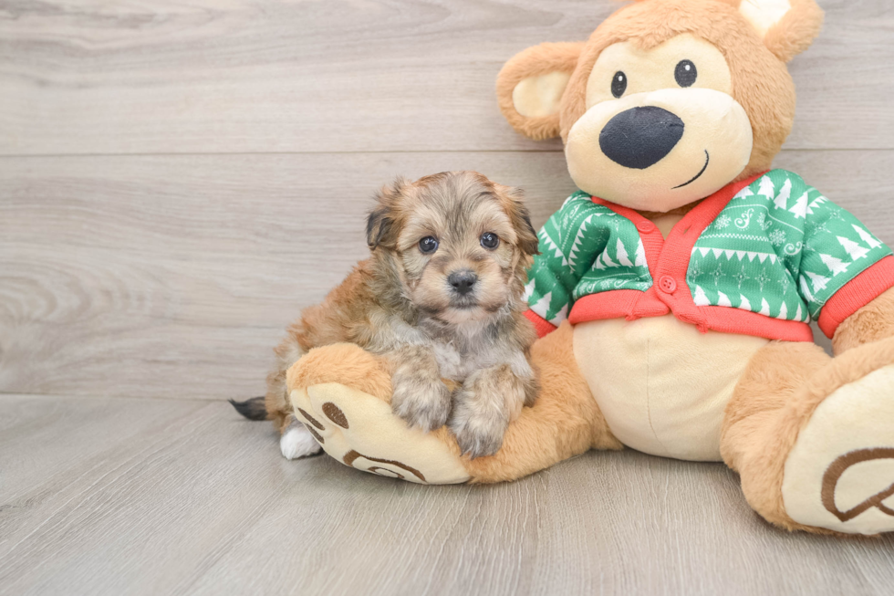 Yorkie Chon Puppy for Adoption