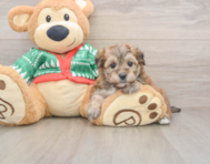 7 week old Yorkie Chon Puppy For Sale - Simply Southern Pups