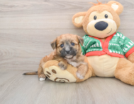 8 week old Yorkie Chon Puppy For Sale - Simply Southern Pups