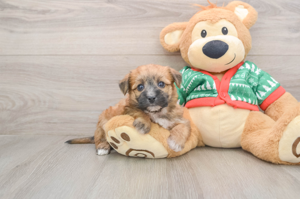 5 week old Yorkie Chon Puppy For Sale - Simply Southern Pups