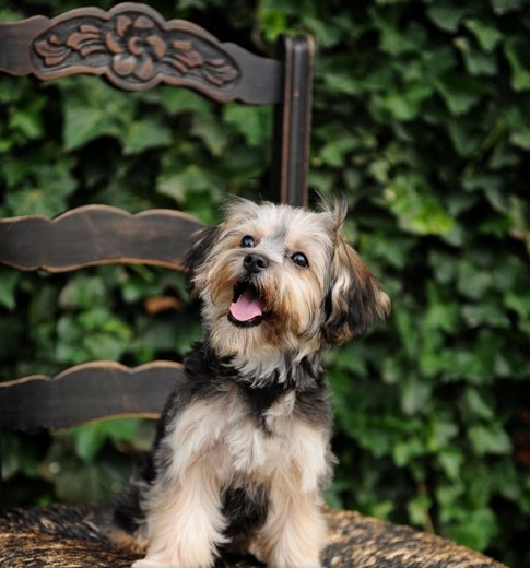 Yorkie Chon Dog: Full Breed Guide - Simply Southern Pups