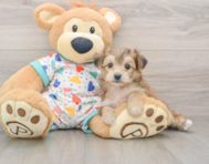 5 week old Yorkie Chon Puppy For Sale - Simply Southern Pups