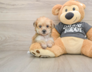 6 week old Yorkie Chon Puppy For Sale - Simply Southern Pups