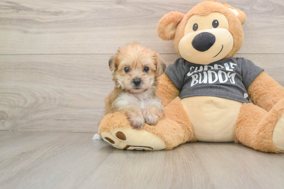 Smart Yorkie Chon Designer Pup