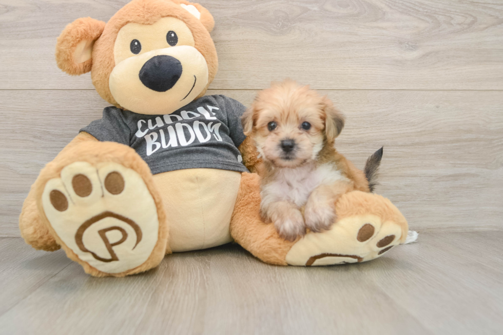 Little Borkie Designer Puppy