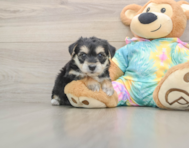 6 week old Yorkie Chon Puppy For Sale - Simply Southern Pups