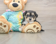 6 week old Yorkie Chon Puppy For Sale - Simply Southern Pups