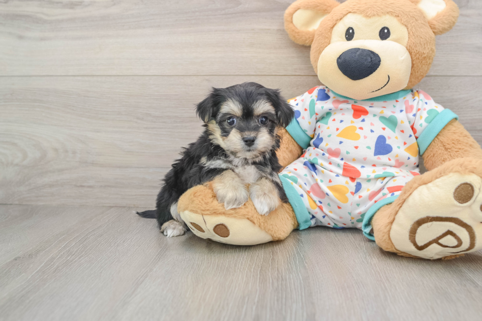 Best Yorkie Chon Baby