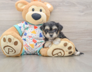 5 week old Yorkie Chon Puppy For Sale - Simply Southern Pups