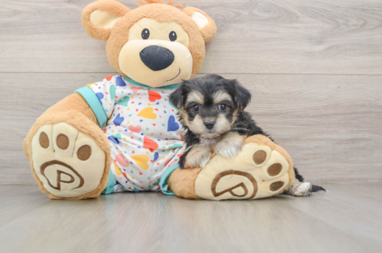 Happy Yorkie Chon Baby