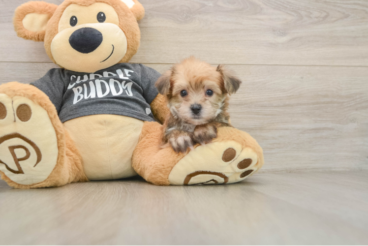 Yorkie Chon Pup Being Cute