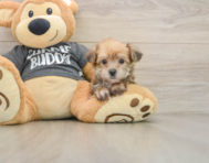6 week old Yorkie Chon Puppy For Sale - Simply Southern Pups