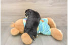 Yorkie Chon Pup Being Cute