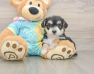 6 week old Yorkie Chon Puppy For Sale - Simply Southern Pups