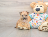 5 week old Yorkie Chon Puppy For Sale - Simply Southern Pups