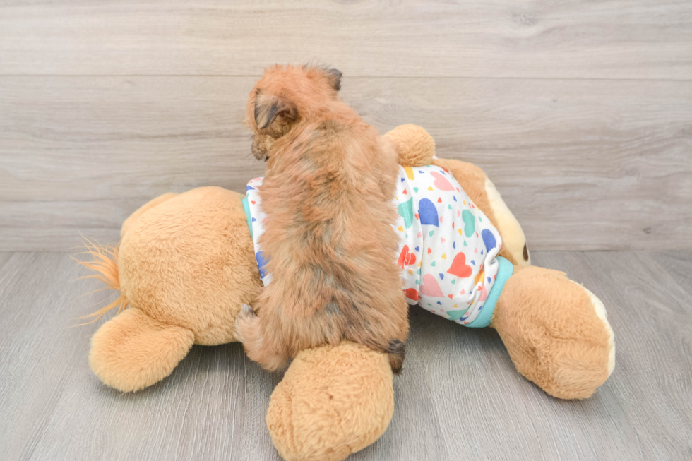 Little Borkie Designer Puppy