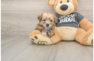 Yorkie Chon Puppy for Adoption