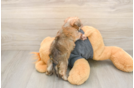 Cute Yorkie Chon Baby