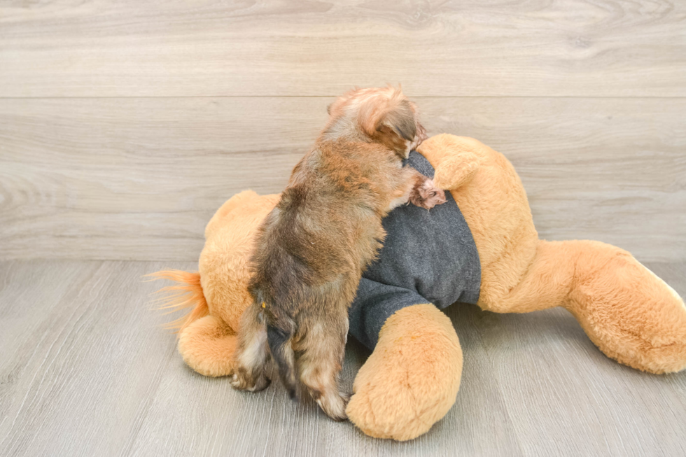 Cute Yorkie Chon Baby