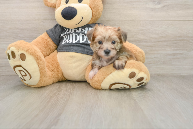 Best Yorkie Chon Baby