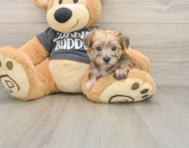 6 week old Yorkie Chon Puppy For Sale - Simply Southern Pups
