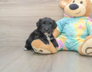 6 week old Yorkie Chon Puppy For Sale - Simply Southern Pups