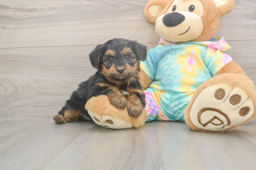 Meet Aaliyah - our Yorkie Poo Puppy Photo  2/3 - Simply Southern Pups Best Yorkie Poo Baby