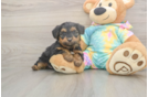 Meet Aaliyah - our Yorkie Poo Puppy Photo  2/3 - Simply Southern Pups Best Yorkie Poo Baby