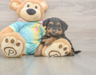 6 week old Yorkie Poo Puppy For Sale - Simply Southern Pups