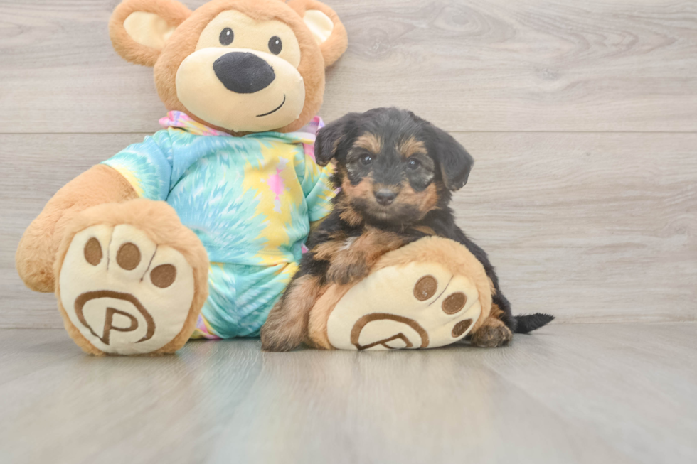 Meet Aaliyah - our Yorkie Poo Puppy Photo  1/3 - Simply Southern Pups Yorkie Poo Puppy for Adoption