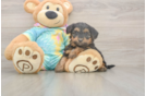 Meet Aaliyah - our Yorkie Poo Puppy Photo  1/3 - Simply Southern Pups Yorkie Poo Puppy for Adoption