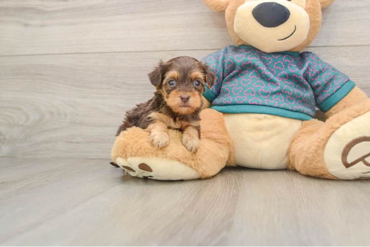 Yorkie Poo Puppy for Adoption