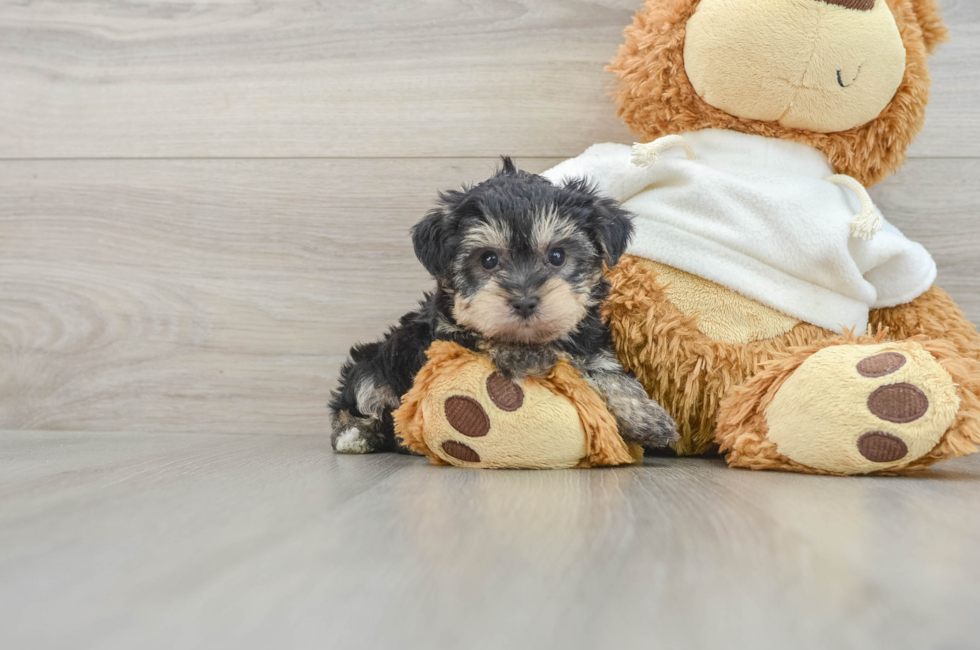 6 week old Yorkie Poo Puppy For Sale - Simply Southern Pups