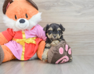 5 week old Yorkie Poo Puppy For Sale - Simply Southern Pups