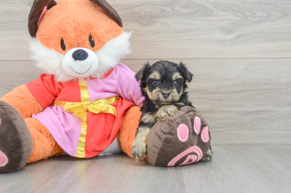5 week old Yorkie Poo Puppy For Sale - Simply Southern Pups