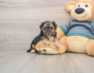 7 week old Yorkie Poo Puppy For Sale - Simply Southern Pups