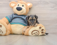 8 week old Yorkie Poo Puppy For Sale - Simply Southern Pups
