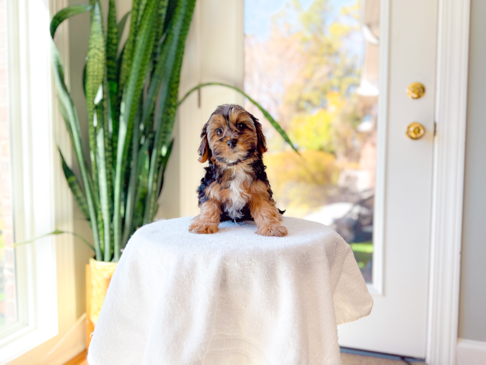 Yorkie Poo Puppy for Adoption