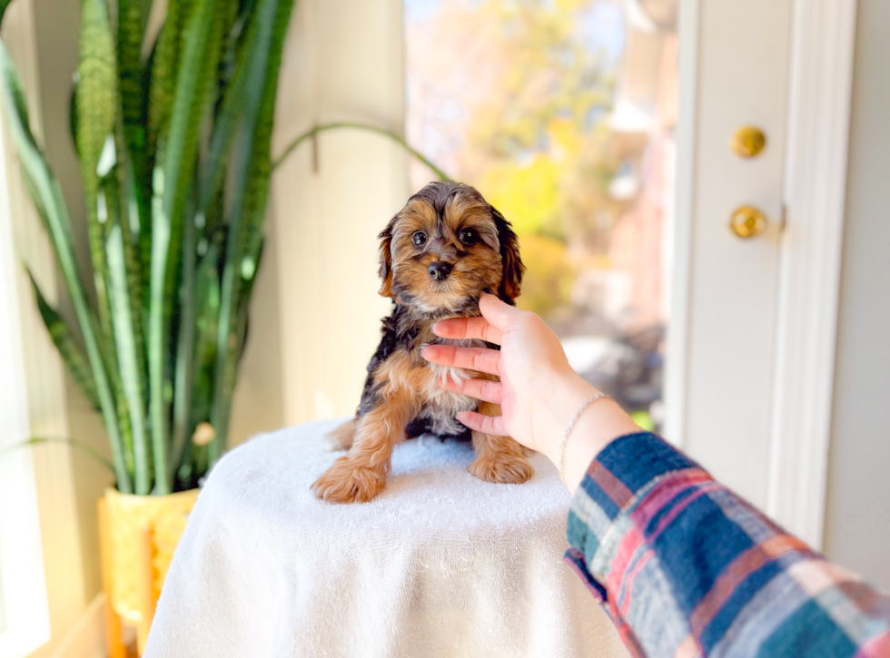 Best Yorkie Poo Baby