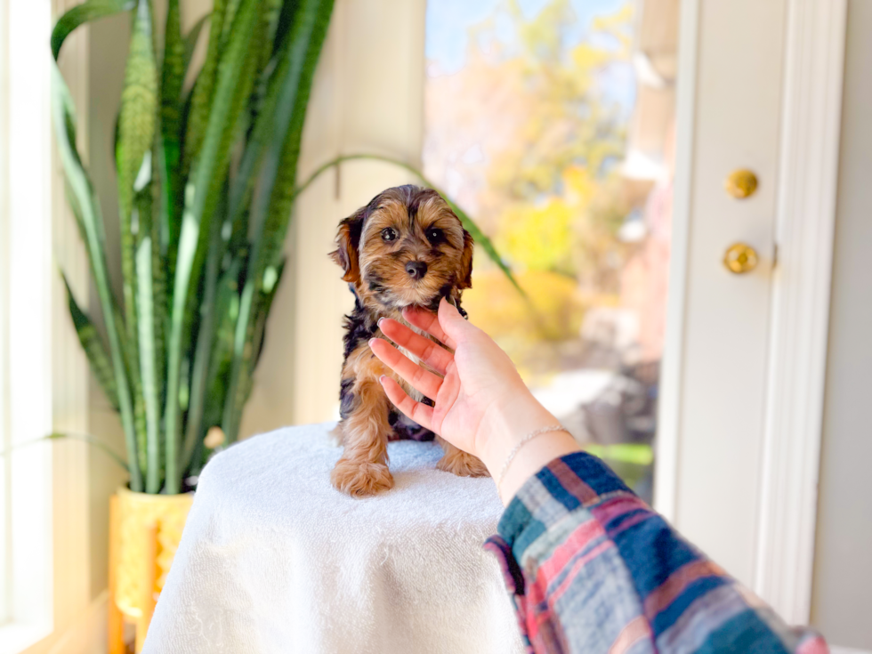 Cute Yorkie Poo Baby