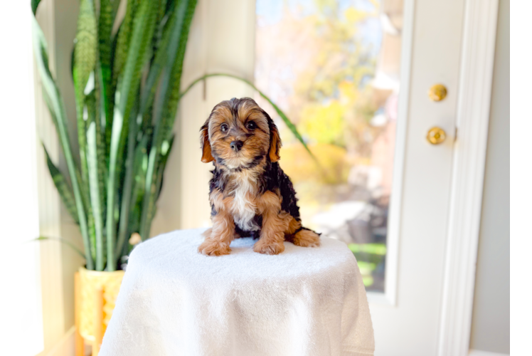 Yorkie Poo Pup Being Cute