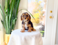10 week old Yorkie Poo Puppy For Sale - Simply Southern Pups