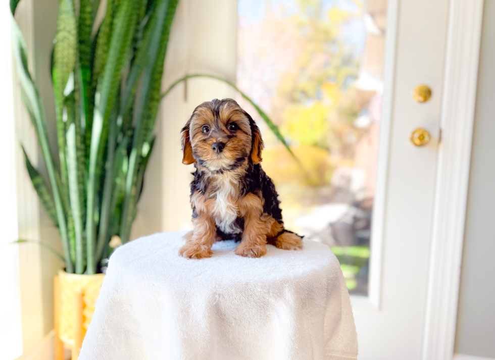 Yorkie Poo Pup Being Cute