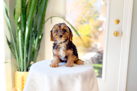 Yorkie Poo Pup Being Cute
