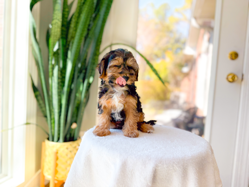 Cute Yorkie Poo Baby