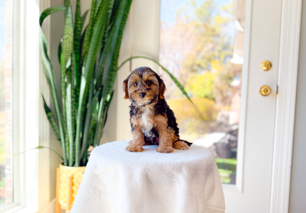 Cute Yorkie Doodle Poodle Mix Puppy