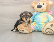8 week old Yorkie Poo Puppy For Sale - Simply Southern Pups